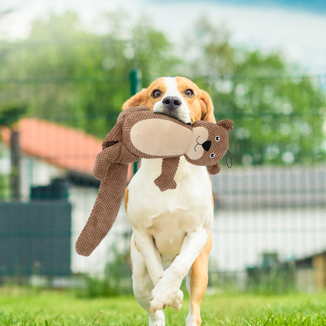 pawz-dog-chew-toys-squeaky-puppy-pet-1973194202602934279