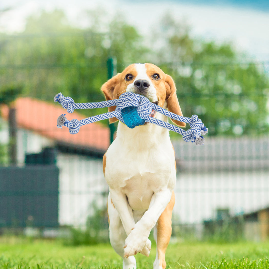 pawz-dog-chew-toys-squeaky-puppy-pet-1973194202787483655