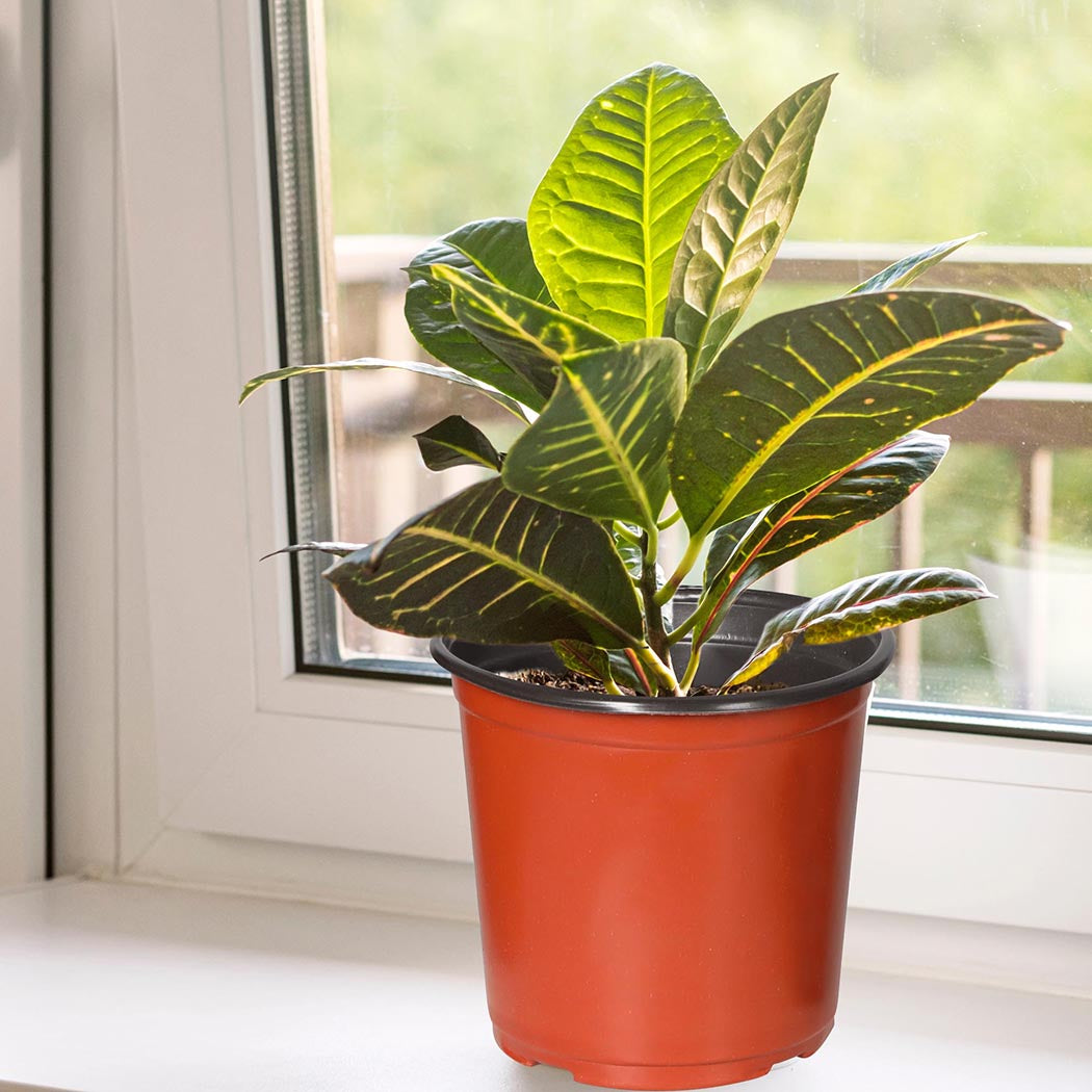 lambu-100x-plastic-plant-pots-bulk-flowers-xx-large-1973193780072943623