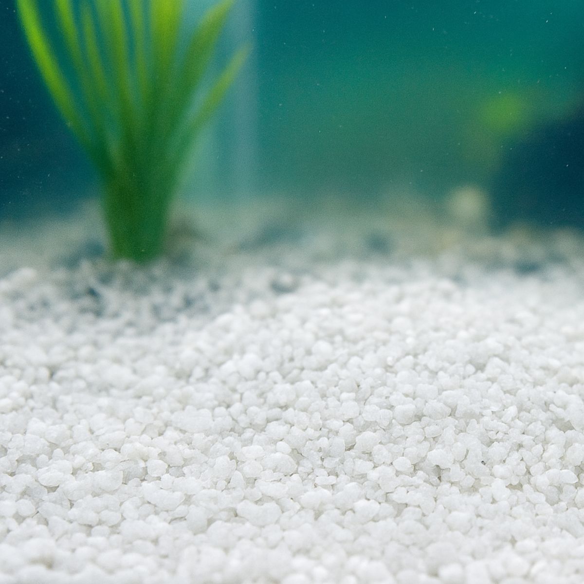 2x-showmaster-aussie-white-aquariam-sand-5kg-1996009964052811777